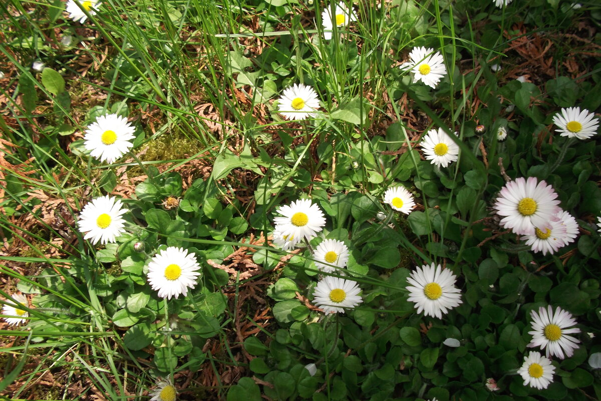 К солнышку тянутся... - Анна Владимировна