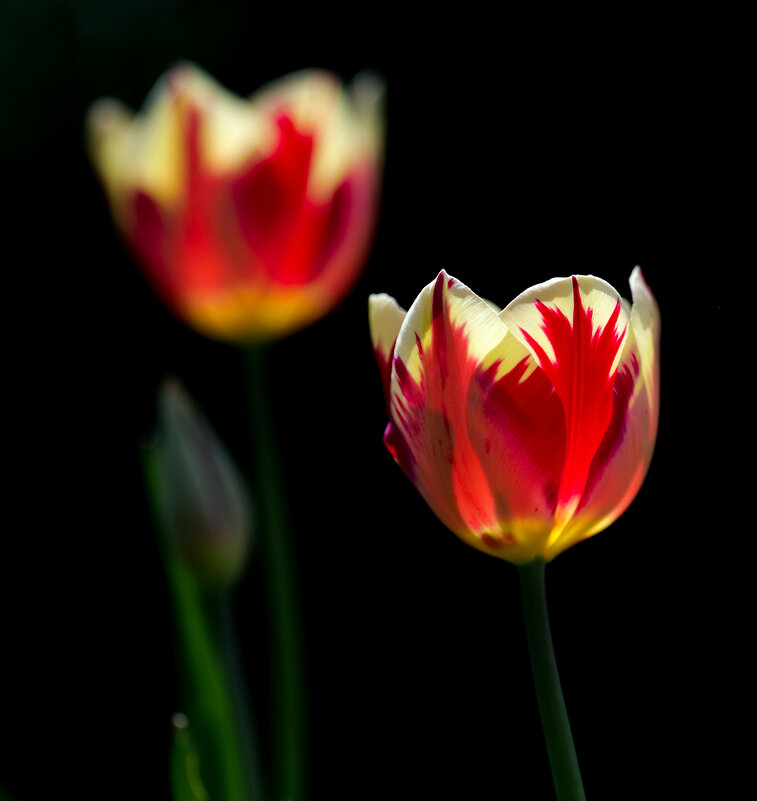 tulip - Zinovi Seniak