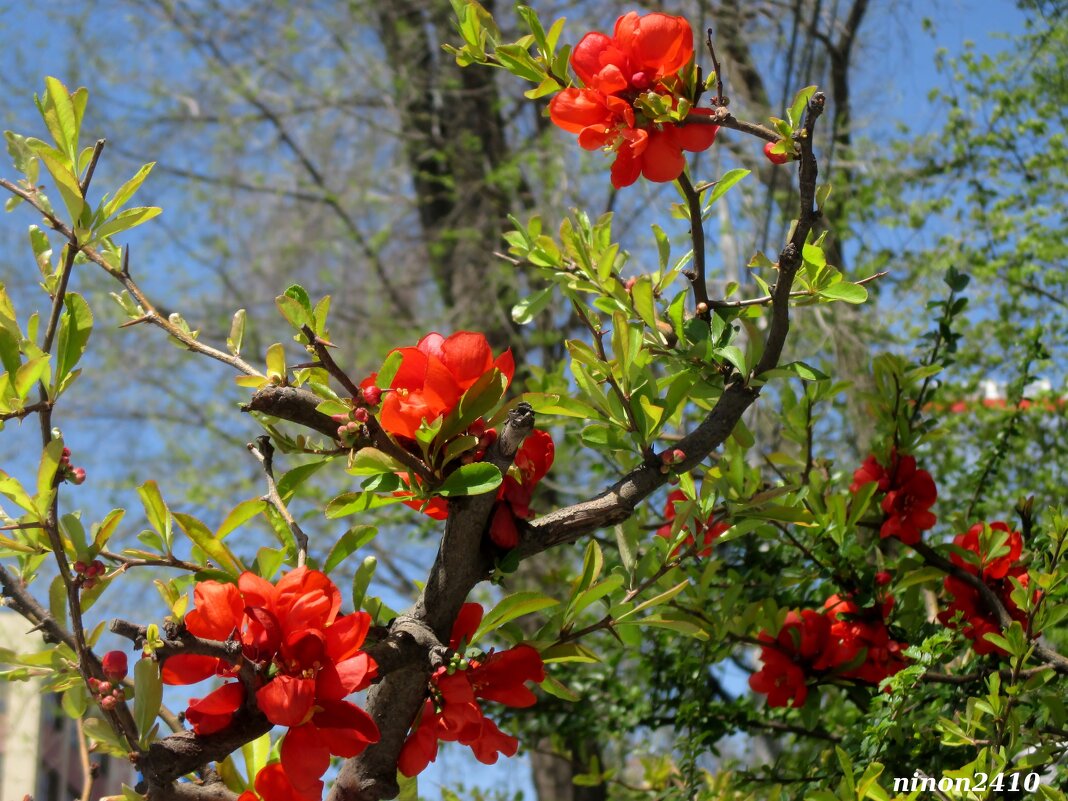 Айва японская - Нина Бутко Айва японская - Нина Бутко