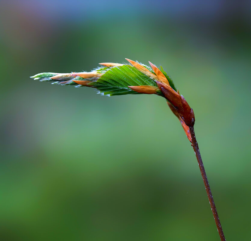 awakening - Zinovi Seniak awakening - Zinovi Seniak