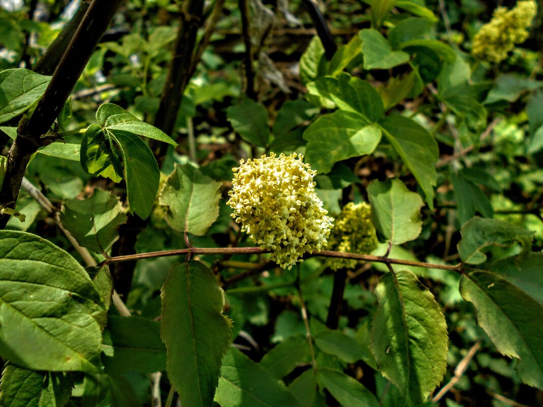 Бузина красная - Игорь Чуев Бузина красная - Игорь Чуев