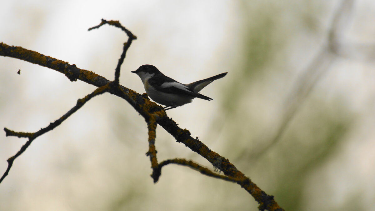 прыг-поскок, в тень бросок - Михаил Жуковский прыг-поскок, в тень бросок - Михаил Жуковский