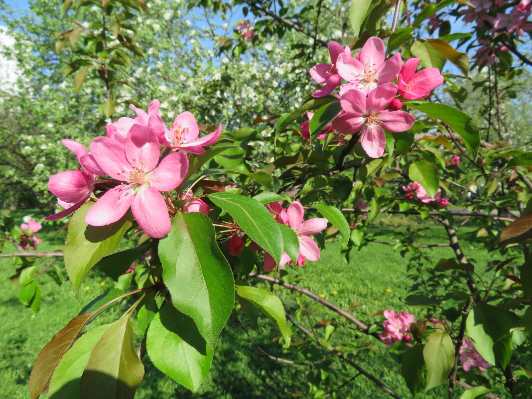 В цветочном саду. - Зинаида В цветочном саду. - Зинаида