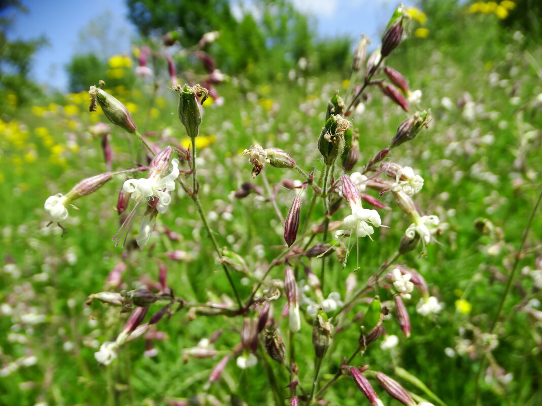 Смолевка липкая. - vodonos241 Смолевка липкая. - vodonos241