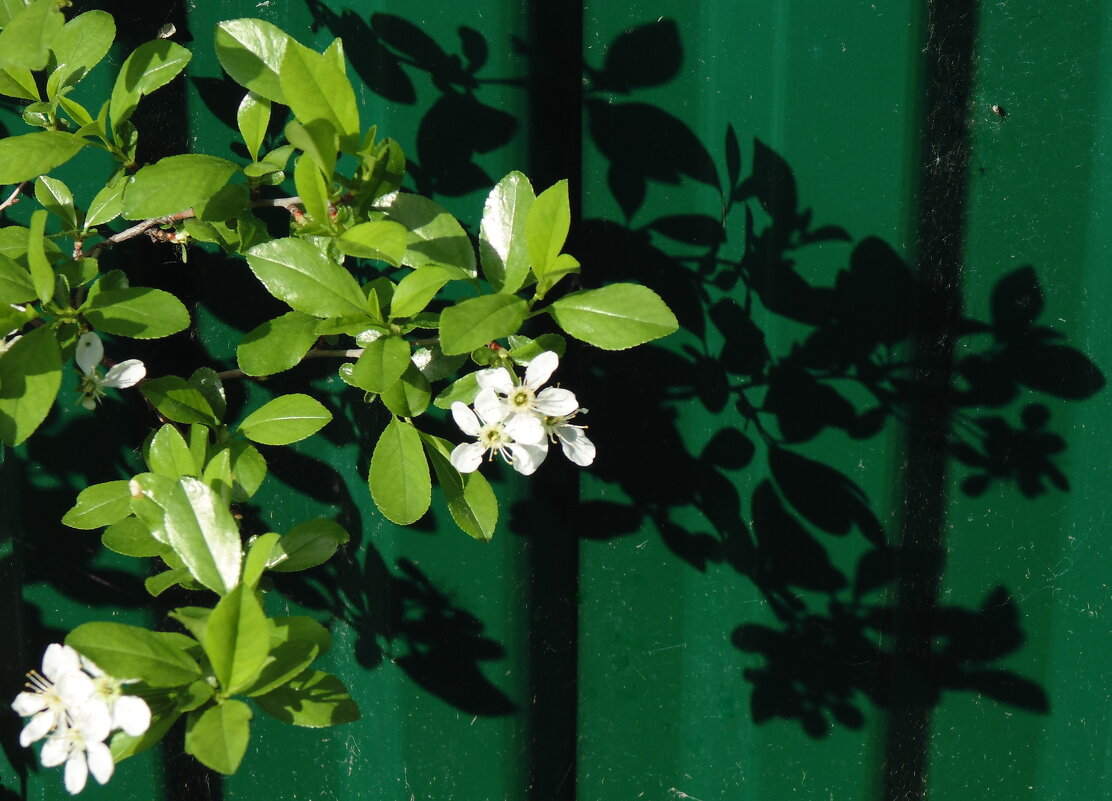 Тень на забор . Яблонька . - Мила Бовкун Тень на забор . Яблонька . - Мила Бовкун
