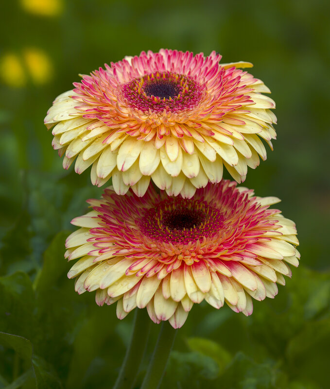 gerbera - Zinovi Seniak