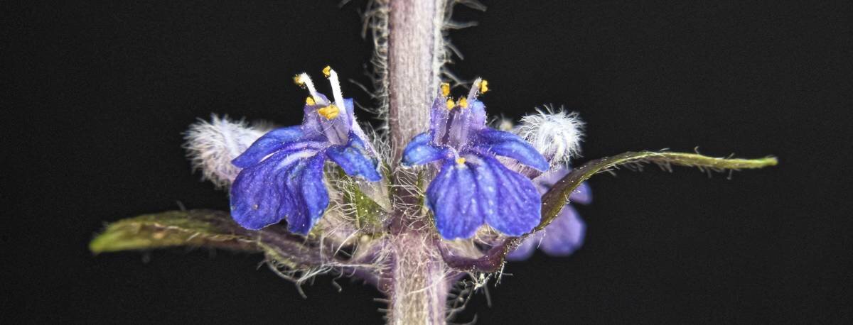 Живучка ползучая - Ajuga reptan - Николай Чичерин Живучка ползучая - Ajuga reptan - Николай Чичерин