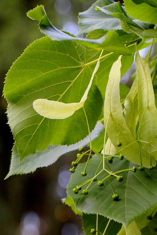 Живое ювелирное произведение - Надежд@ Шавенкова Живое ювелирное произведение - Надежд@ Шавенкова