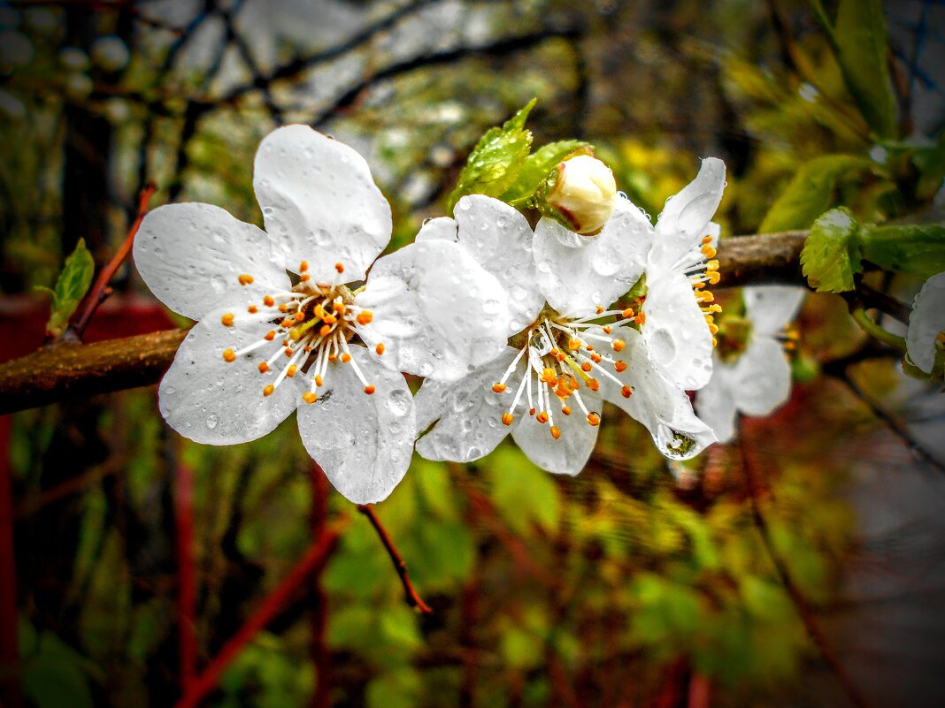 Сливовый цвет - Игорь Чуев
