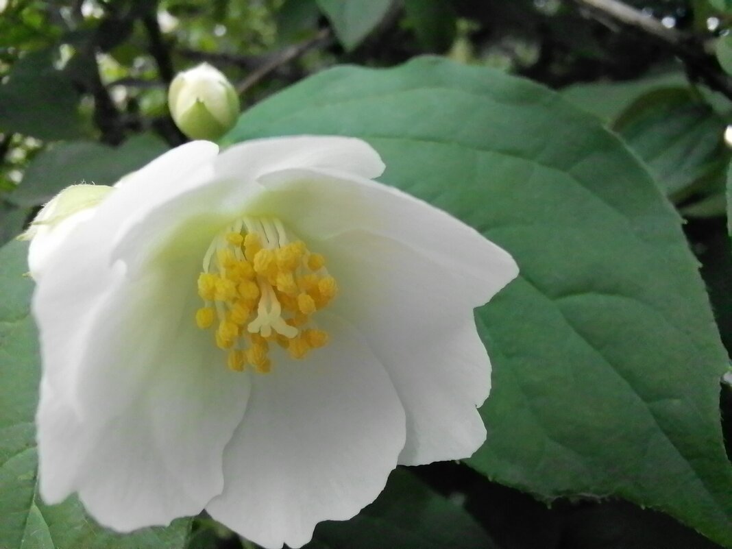 ... - Сергей Тимоновский