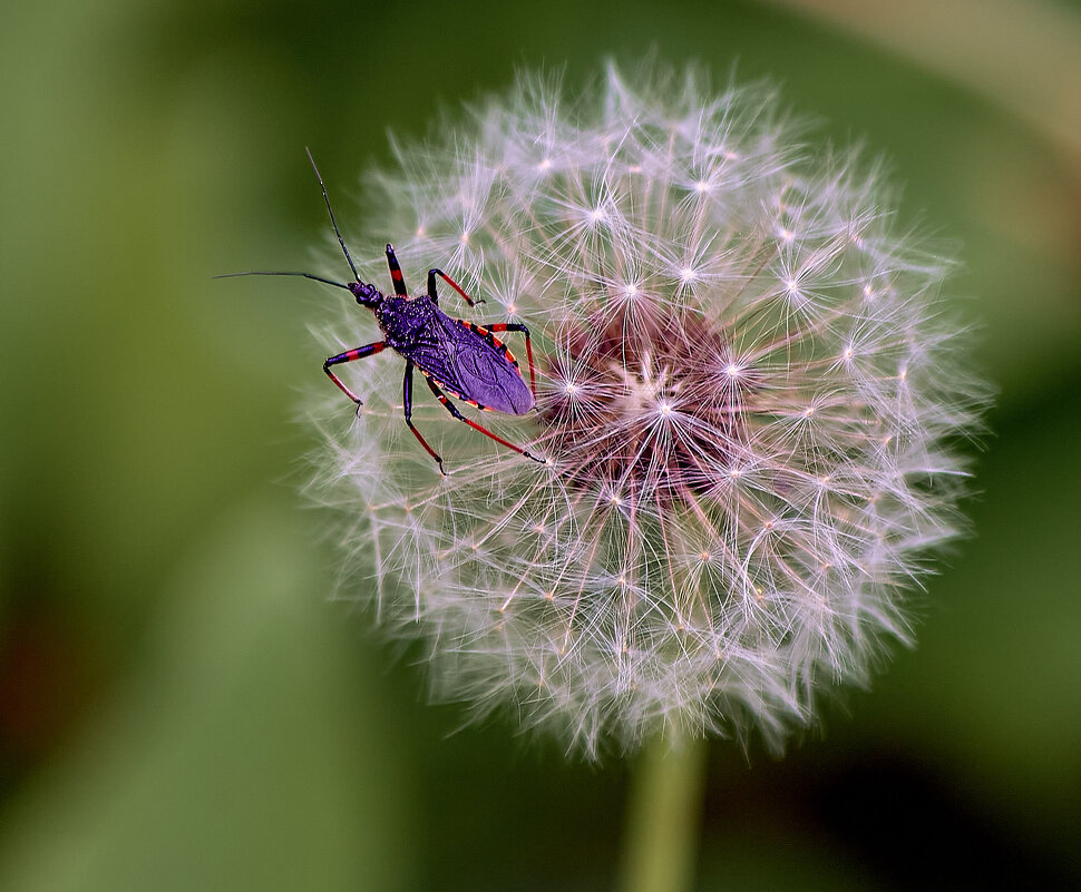 Хищнец присел на мягкое - Николай Зернов