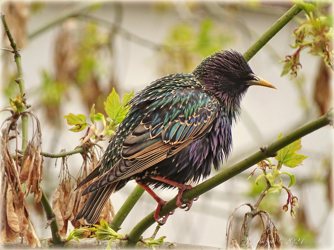 Скворец. - Елена Kазак (selena1965) Скворец. - Елена Kазак (selena1965)