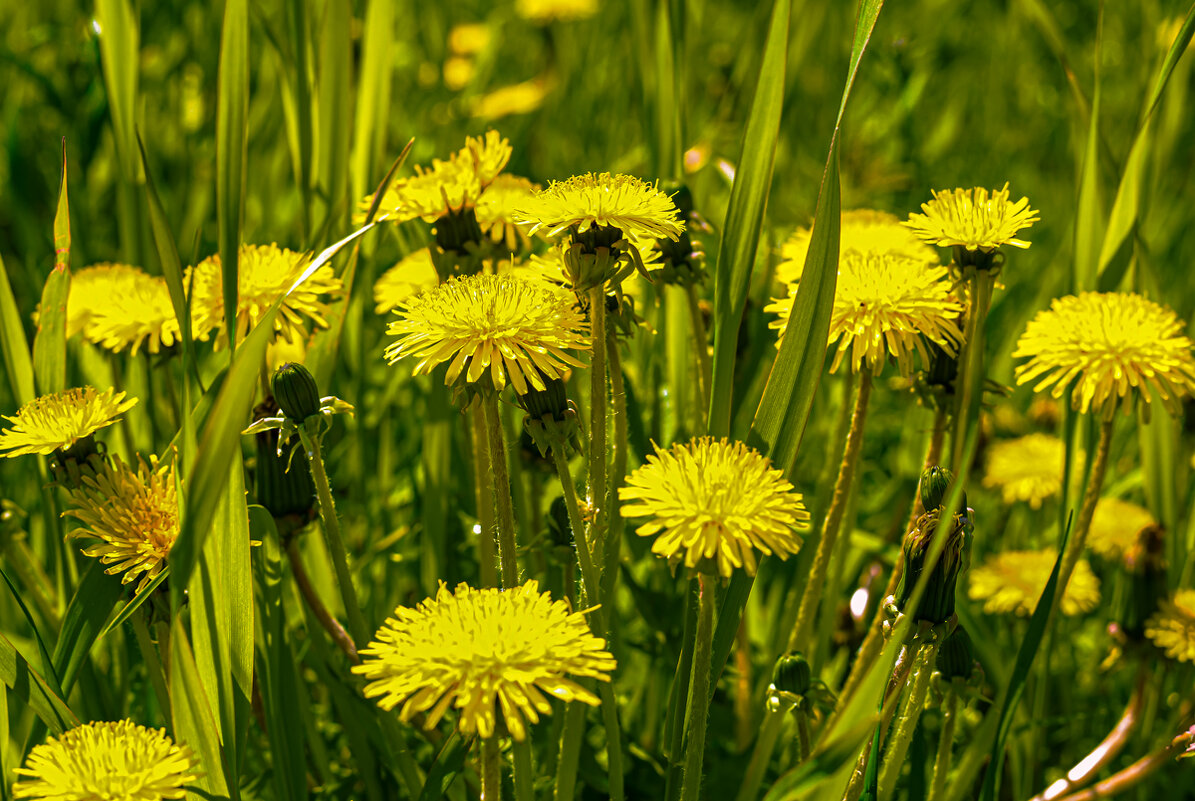 Солнечная поляна - Владимир Башко Солнечная поляна - Владимир Башко