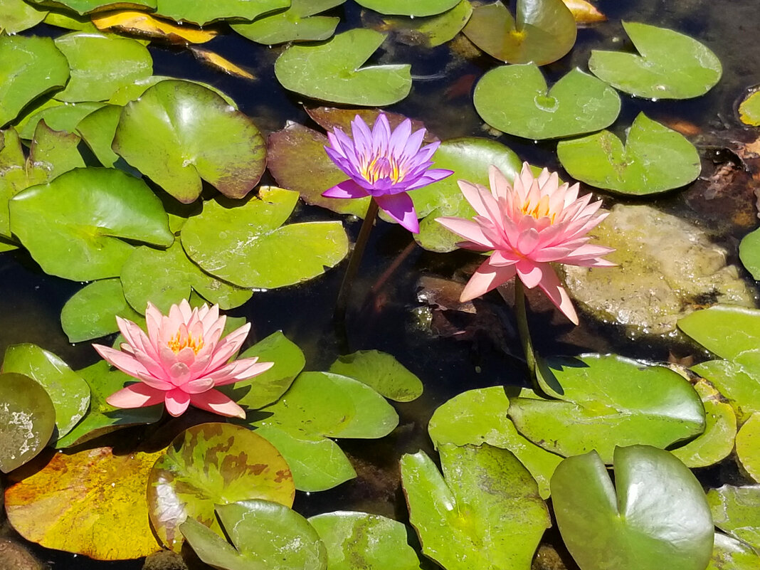 Нимфея (кувшинка) - Светлана Хращевская
