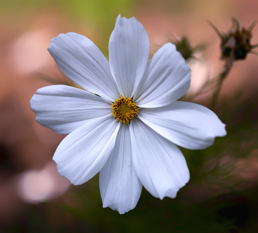 in white - Zinovi Seniak