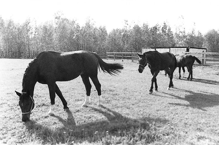 kodak academy horse - Андрей Богданов АндиСтудия.РФ