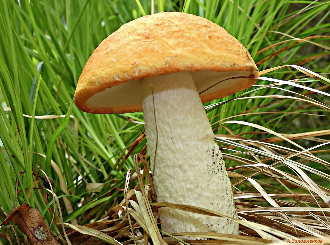 И вот пришла она, пора грибная! :-) - Андрей Заломленков