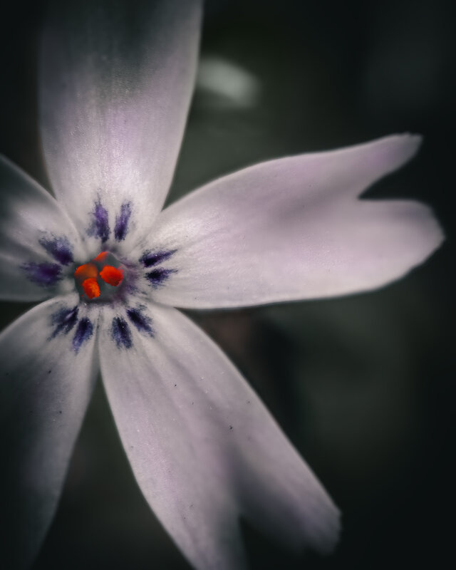 *** - Дмитрий 