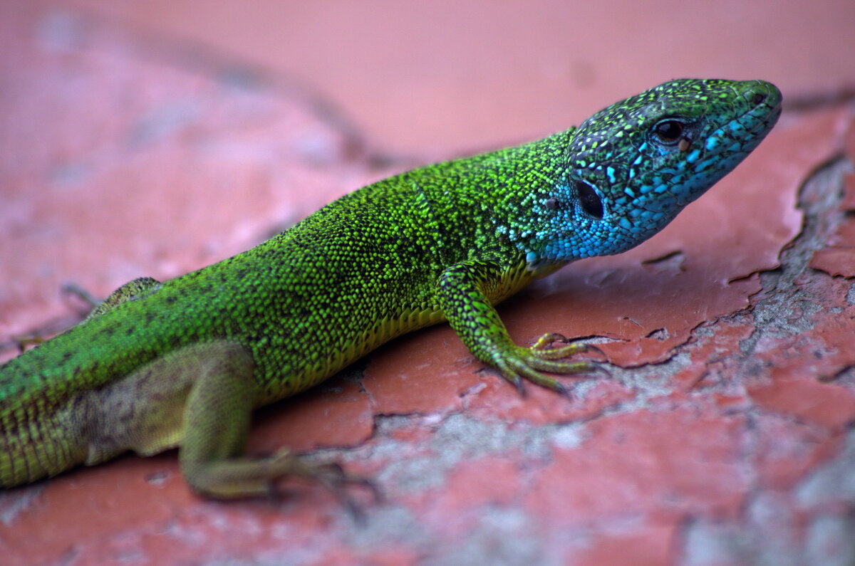 .... - Анатолий Святой .... - Анатолий Святой