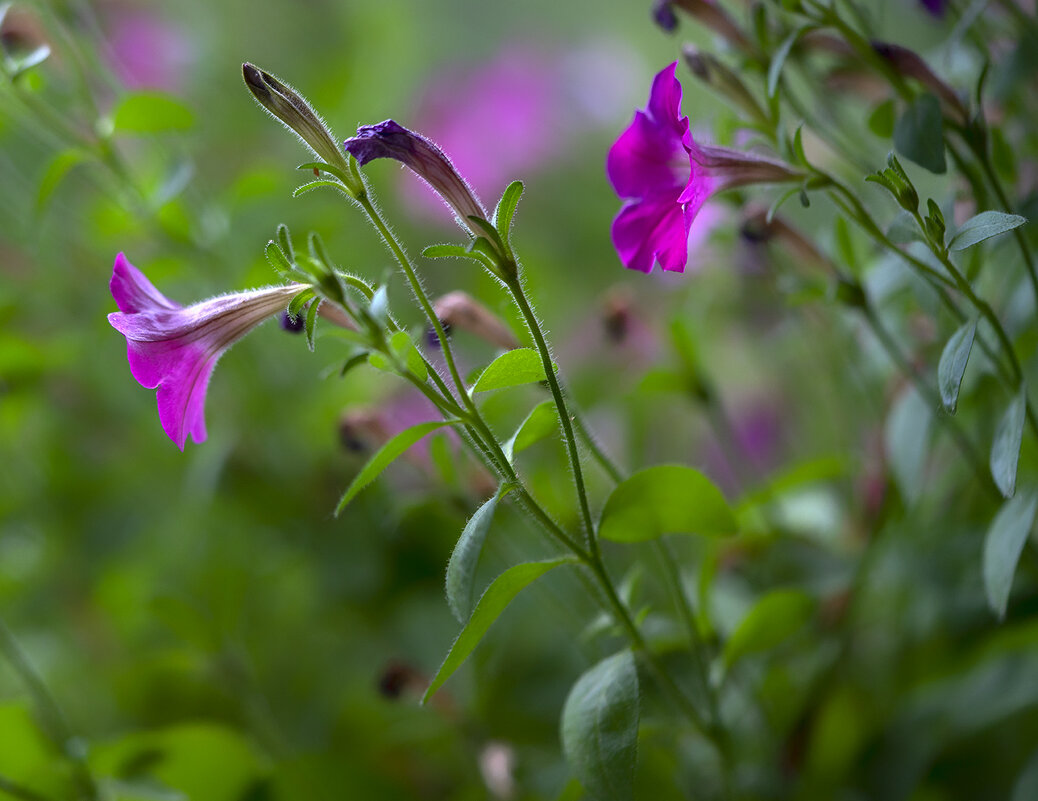 petunia - Zinovi Seniak