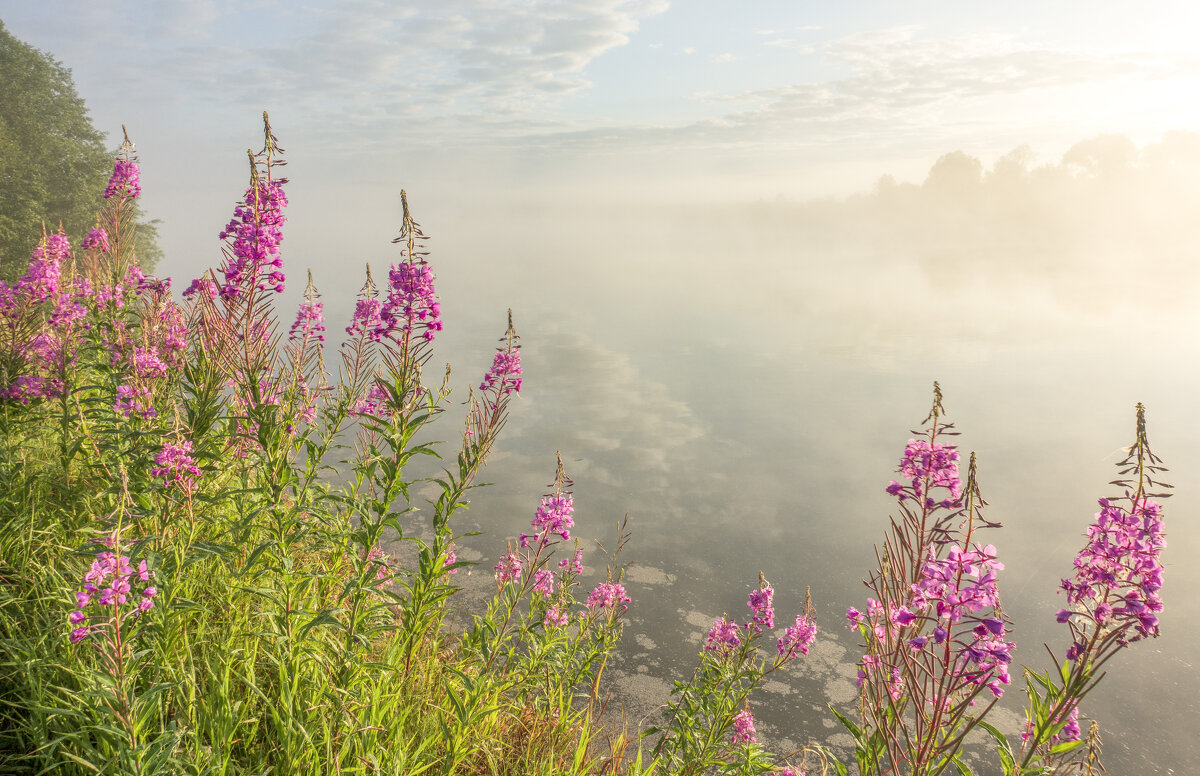Иван-чай на Сылве - Алексей Сметкин Иван-чай на Сылве - Алексей Сметкин