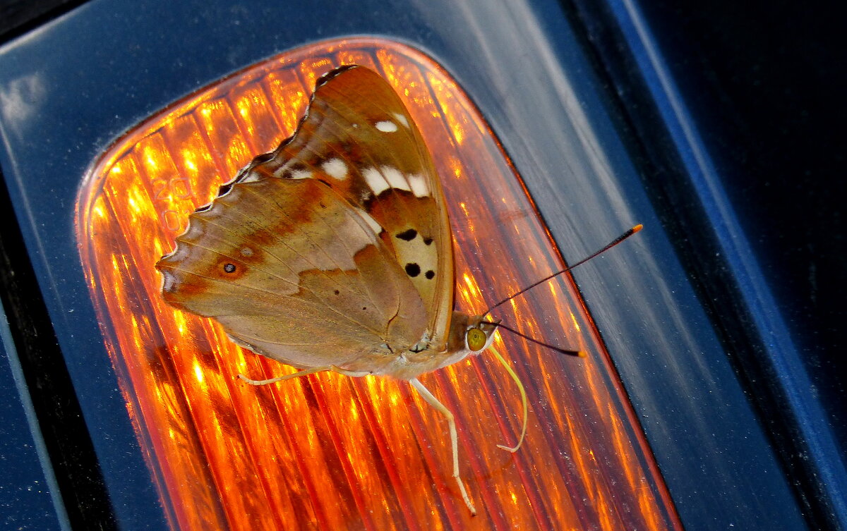 бабочки обживают моё авто...4 - Александр Прокудин бабочки обживают моё авто...4 - Александр Прокудин