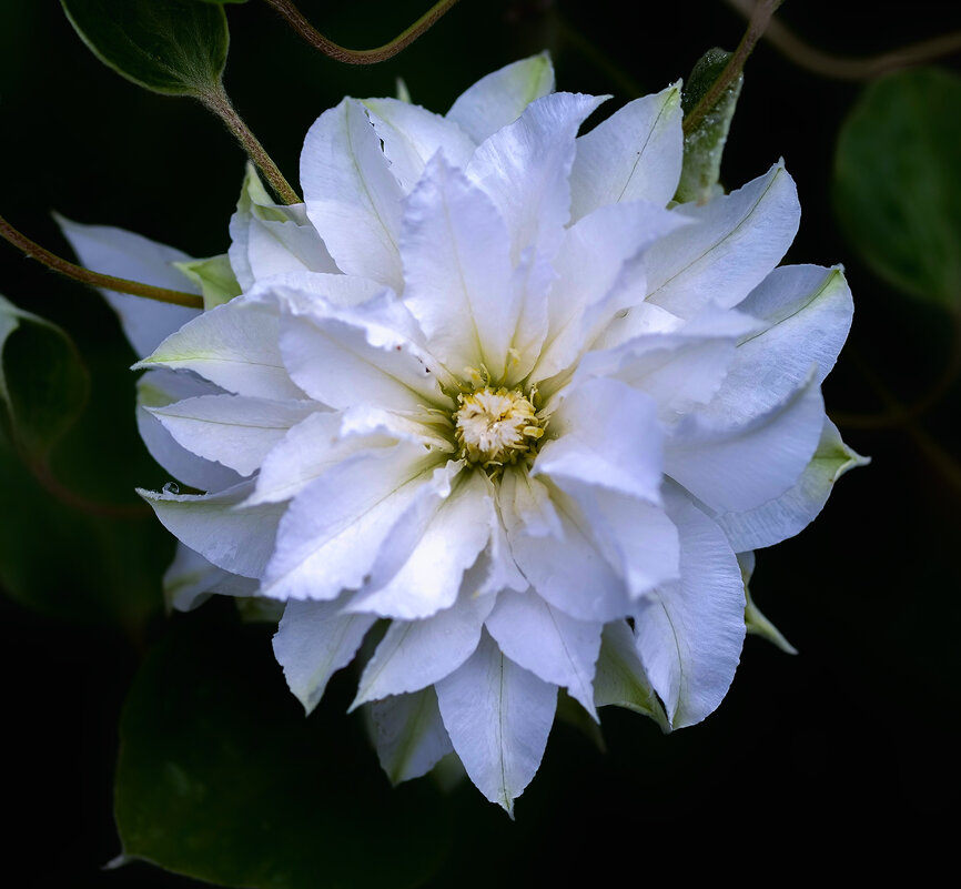 clematis - Zinovi Seniak