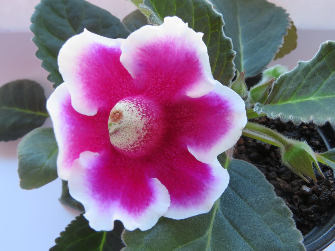 Глоксиния - genar-58 '