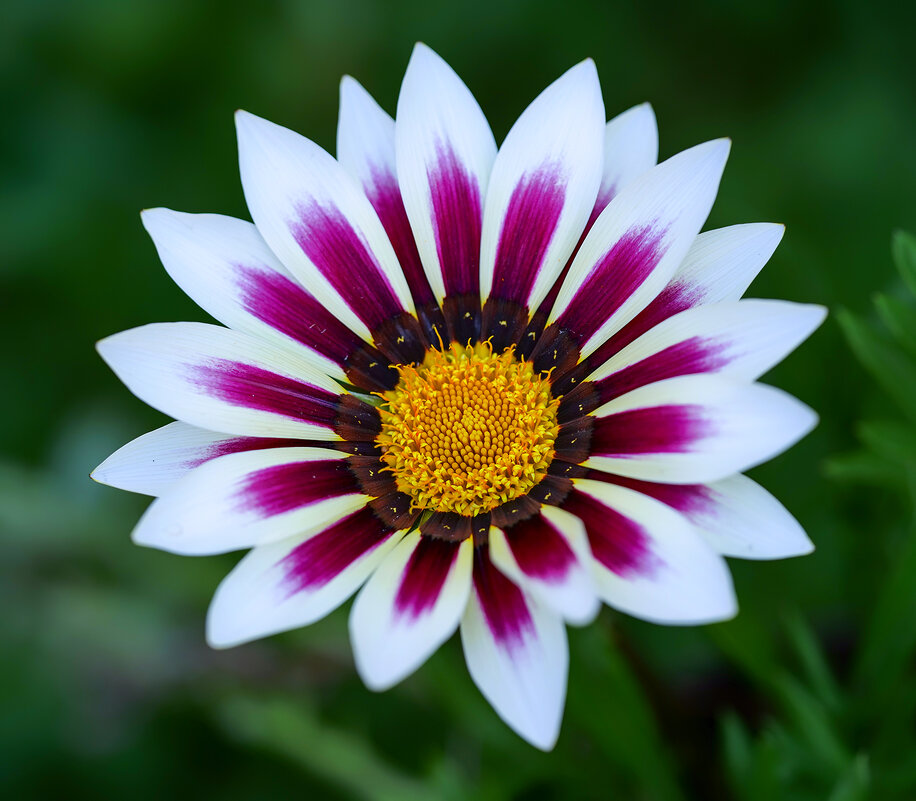 gazania - Zinovi Seniak