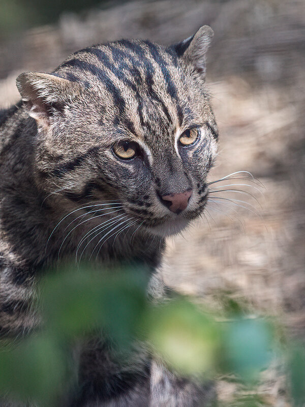 Виверровая кошка - Владимир Габов
