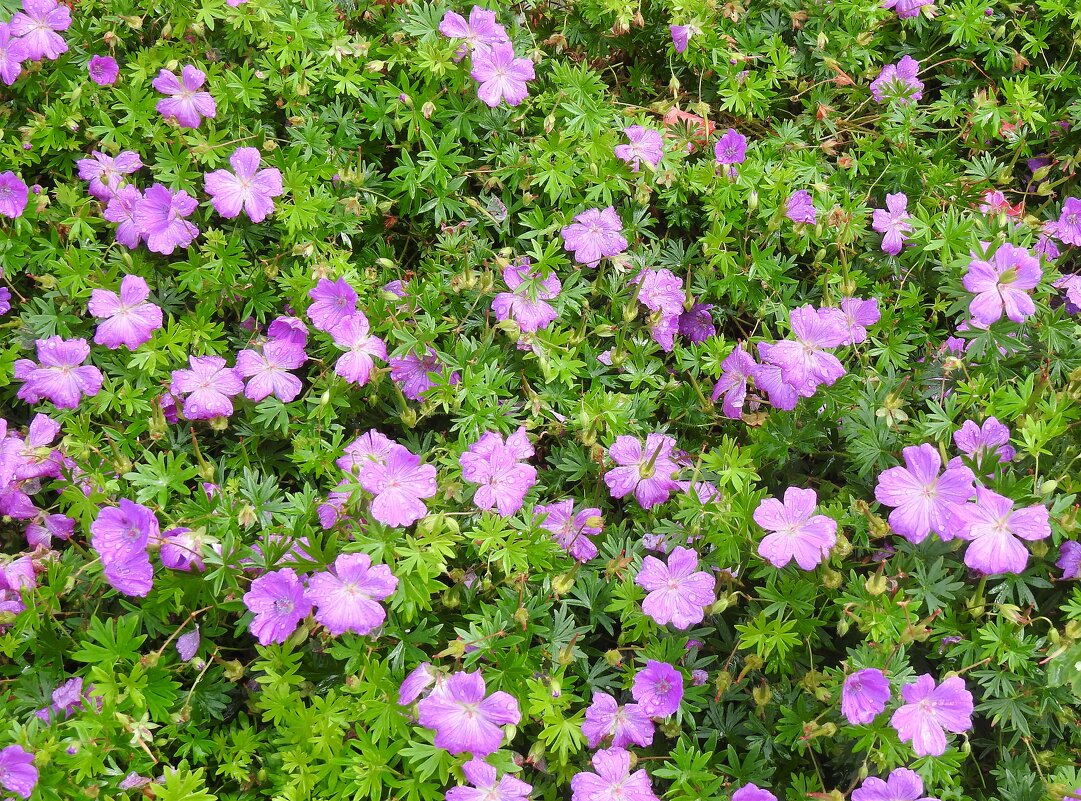 Герань луговая - Natalia Harries Герань луговая - Natalia Harries