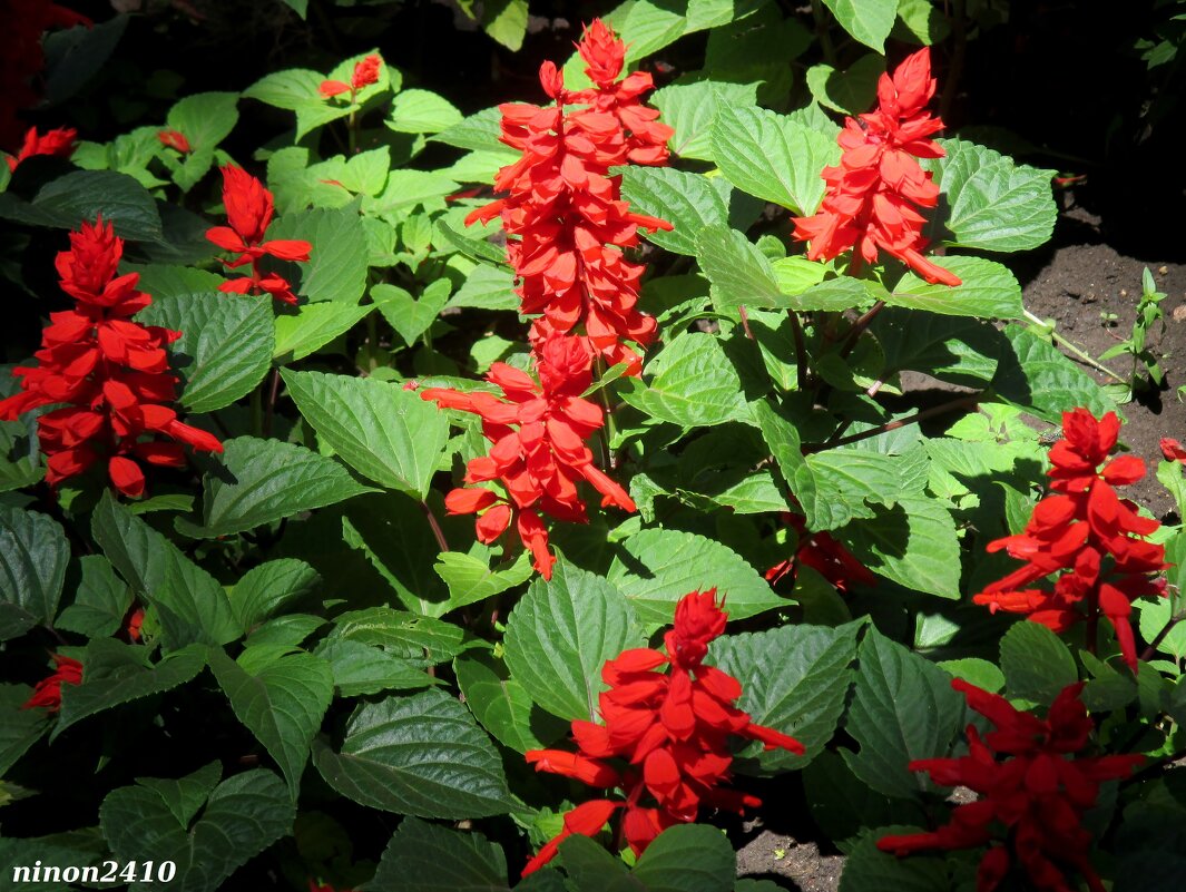 Сальвия - Нина Бутко Сальвия - Нина Бутко
