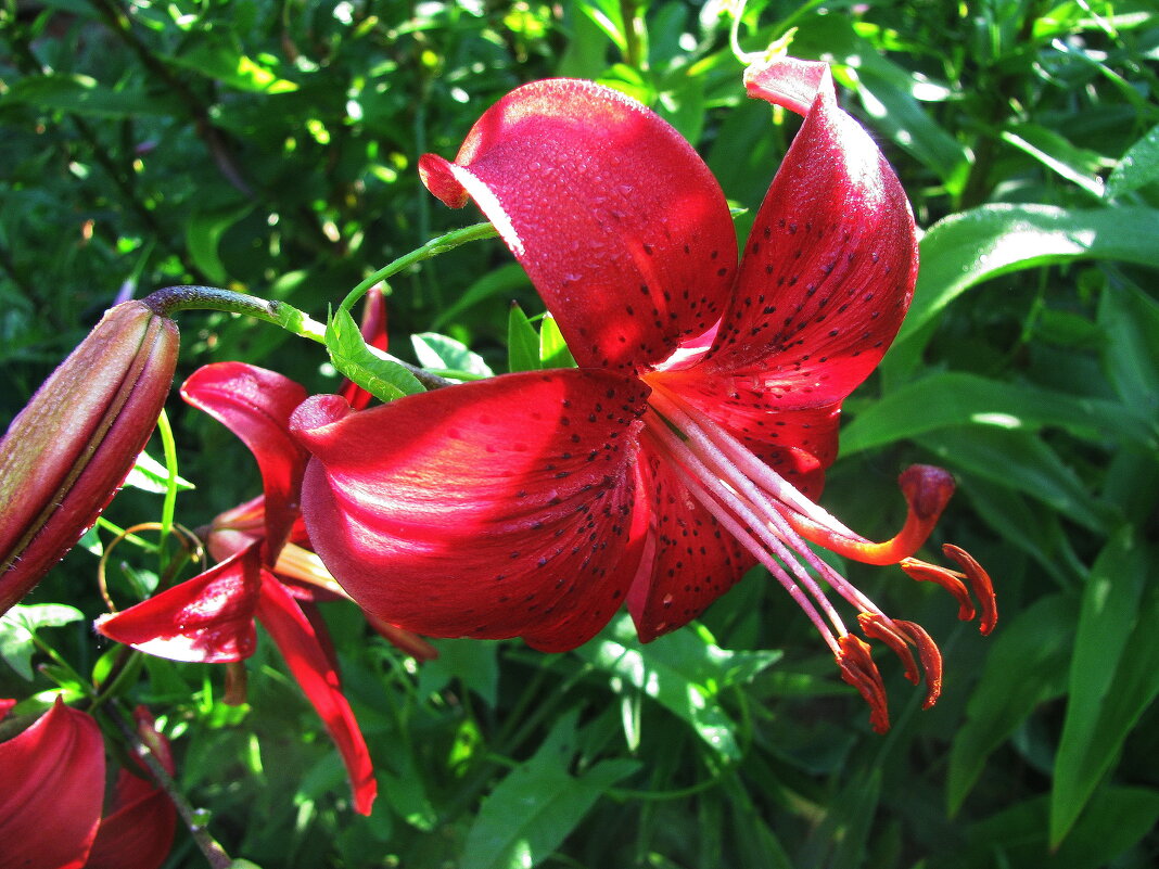 Яркая красотка - Людмила Смородинская