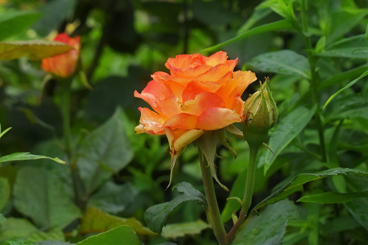 Природного искусства волшебство. - Татьяна Помогалова Природного искусства волшебство. - Татьяна Помогалова