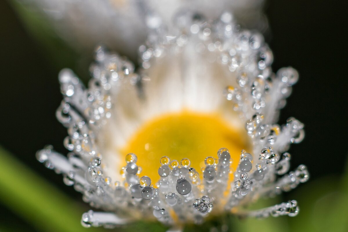 Ромашка - Владимир Жупаненко