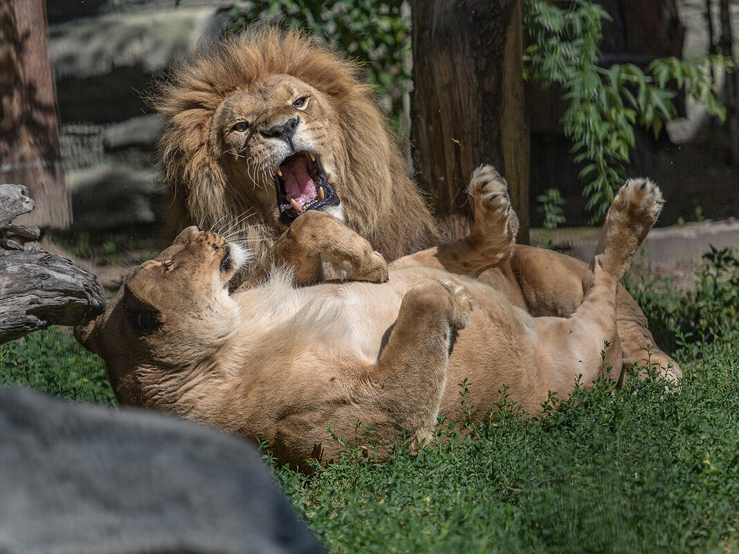 Африканский лев - Владимир Габов