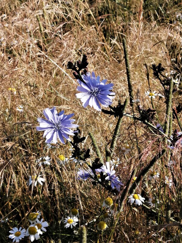 лето - Владимир Холодницкий