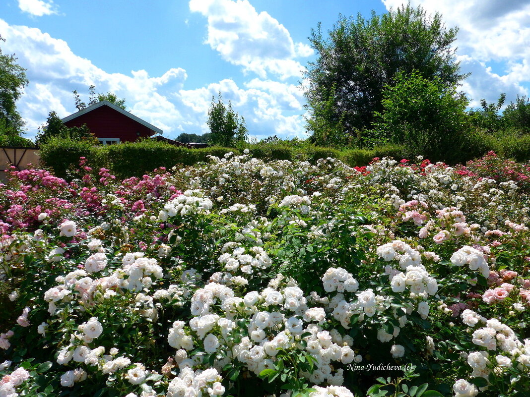 Wilhelmsburger Inselpark Hamburg - Nina Yudicheva