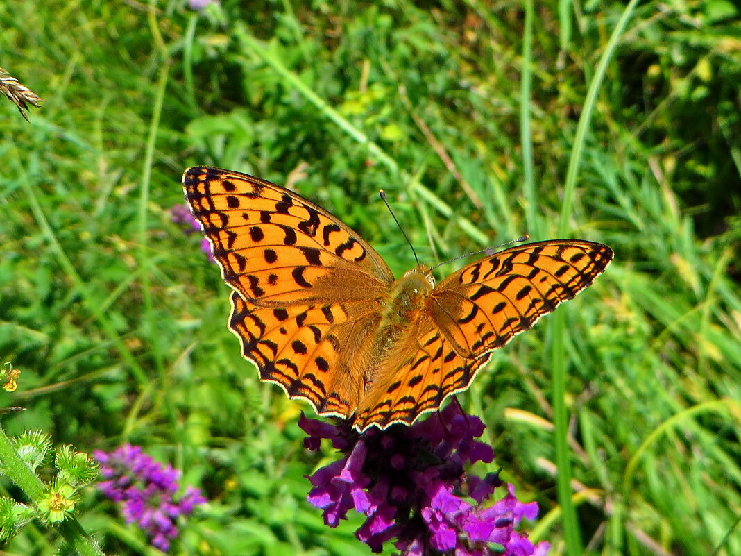 Перламутровка красная (лат. Fabriciana adippe, syn. Argynnis adippe) - ivan 