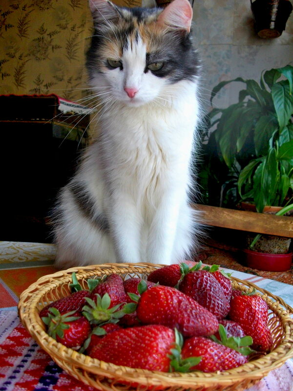 Я это не ем !! - Milocs Морозова Людмила