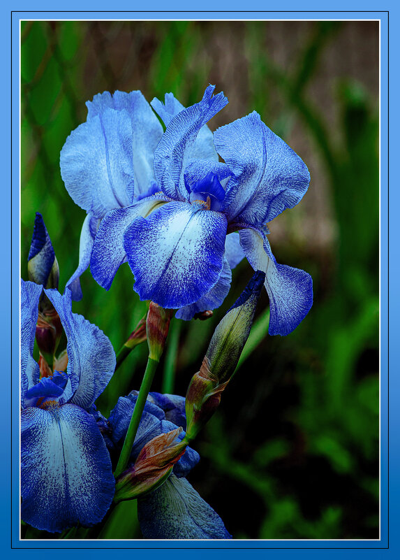 Ирис синий - Владимир Кроливец