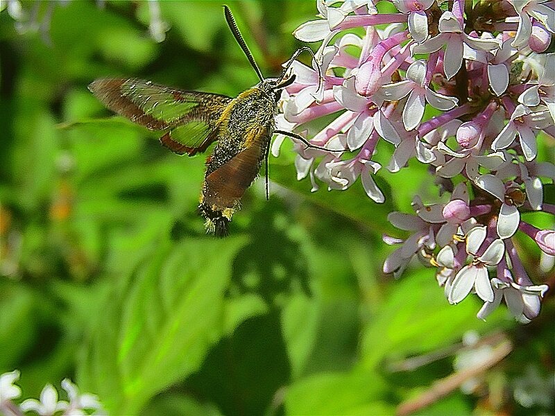 НЕУЛОВИМЫЙ - ivana 