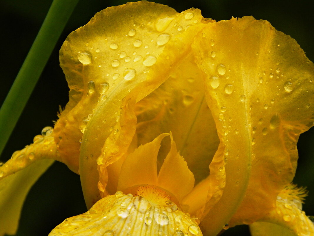 В каплях дождя - Milocs Морозова Людмила В каплях дождя - Milocs Морозова Людмила