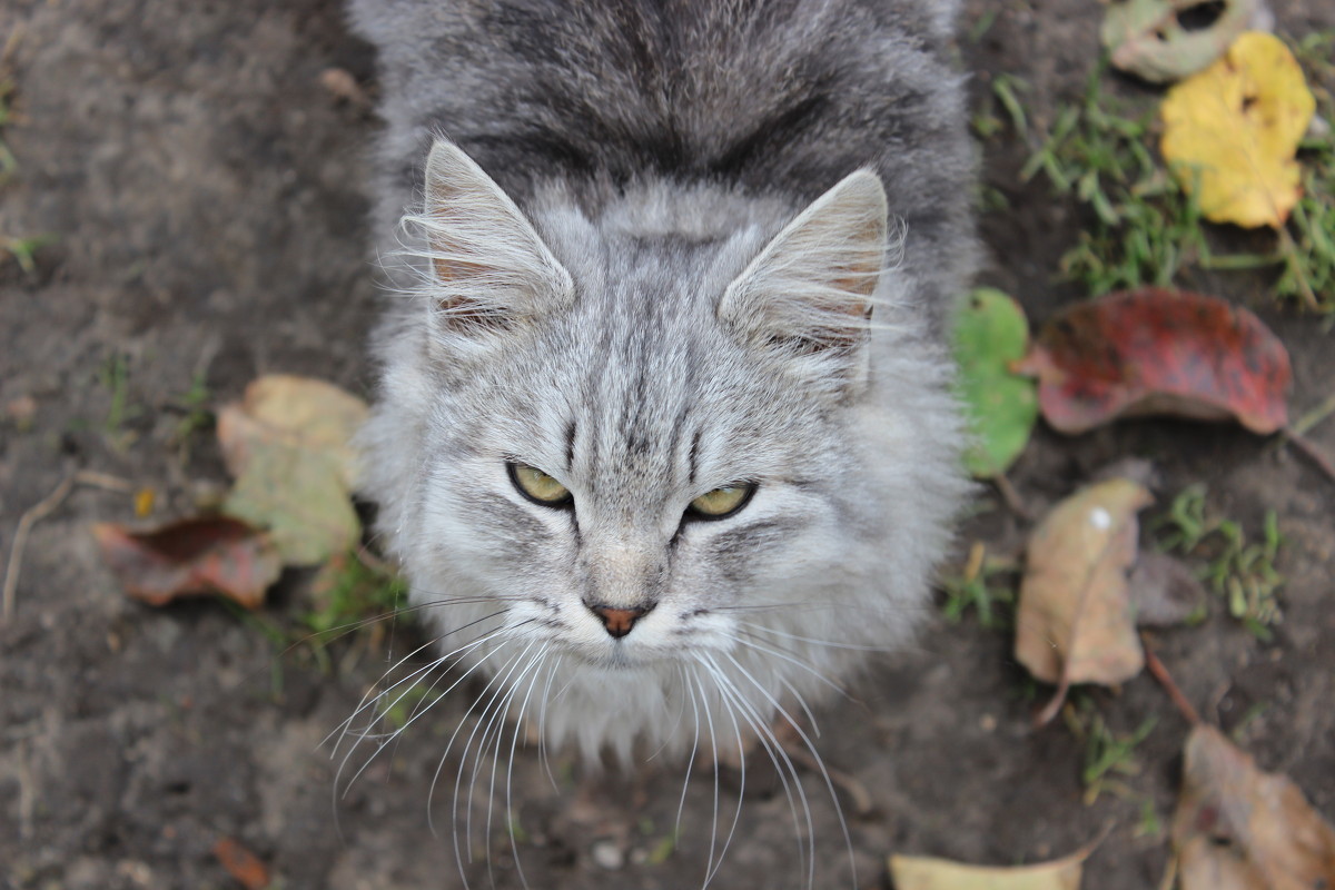 Наш кот - Юлия Павлова