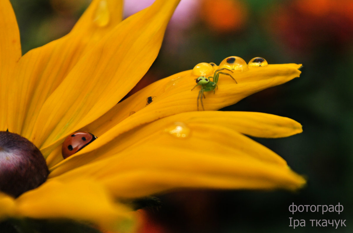 літній ранок) - Іра Ткачук