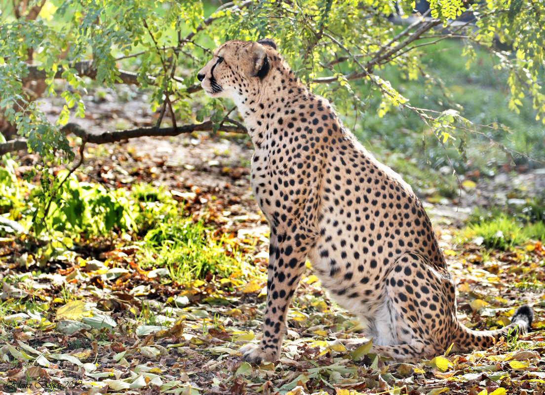Гепард - Елена Богос Гепард - Елена Богос