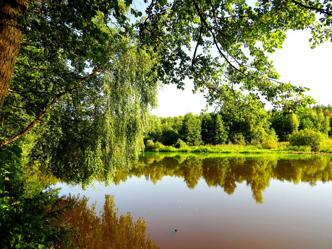 Склонившись над озером - Андрей Снегерёв