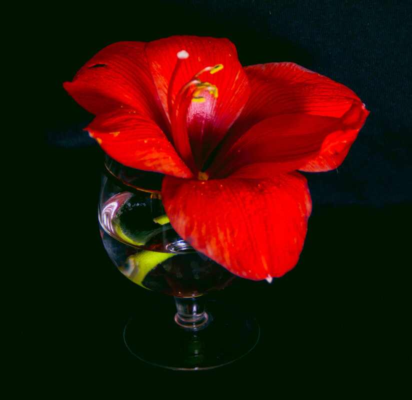 Цветок амариллиса - Юлия Федосеева Цветок амариллиса - Юлия Федосеева