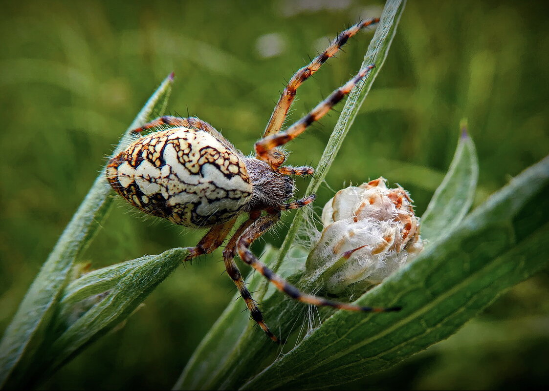 В травах... - Владимир Шошин В травах... - Владимир Шошин