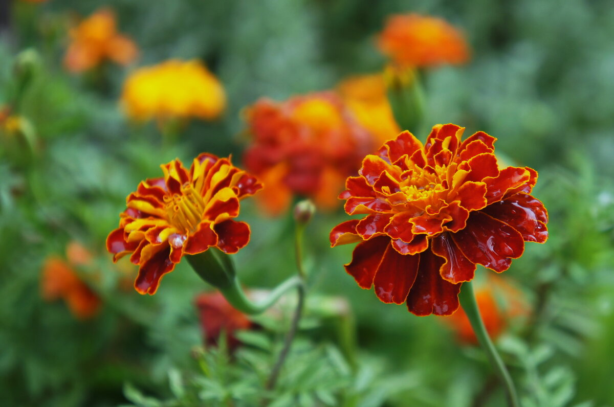 В каплях дождя. - сергей ермошкин В каплях дождя. - сергей ермошкин